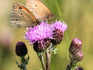 Insektenvielfalt Biodiversität