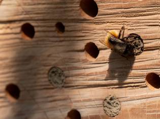 Wildbienen Biodiversität